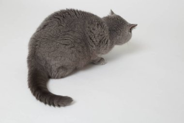 Studio komik İngiliz kedi