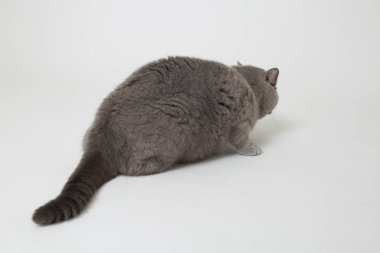 Studio komik İngiliz kedi