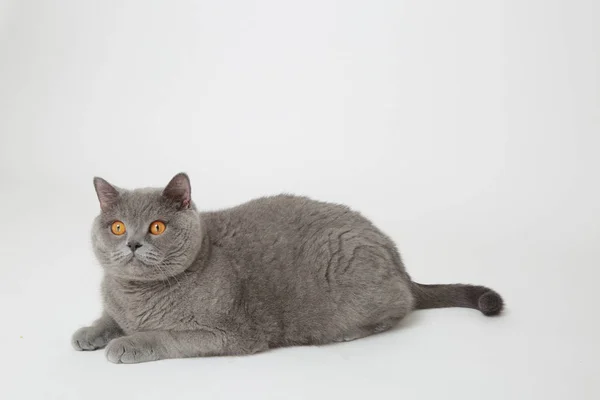Gracioso Gato Británico Estudio —  Fotos de Stock