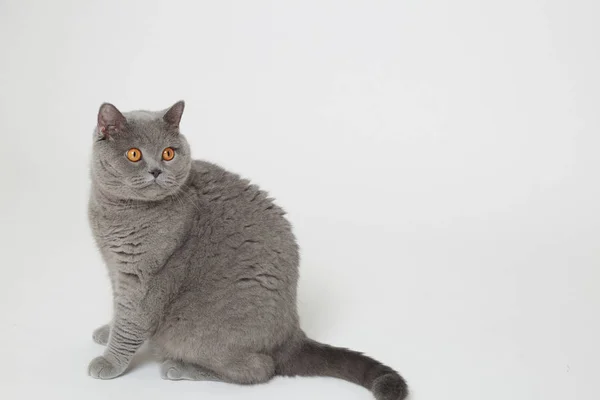 Gato Britânico Bonito Engraçado Estúdio — Fotografia de Stock