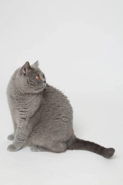 Leuke Grappige Britse Kat Studio — Stockfoto