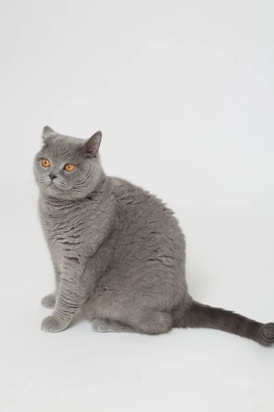 Gato Britânico Bonito Engraçado Estúdio — Fotografia de Stock