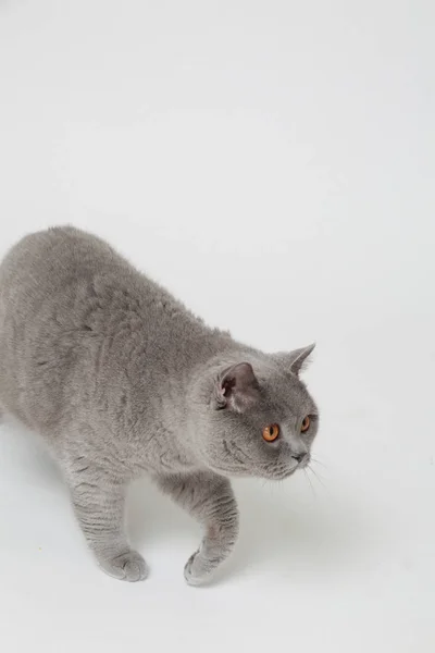 Gato Britânico Bonito Engraçado Estúdio — Fotografia de Stock