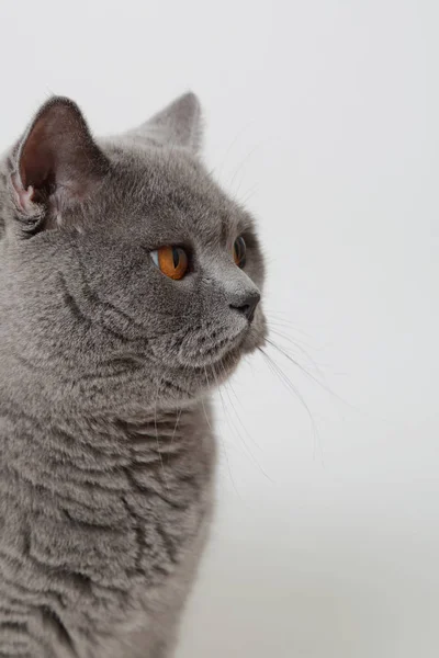 Симпатичная Смешная Британская Кошка Студии — стоковое фото