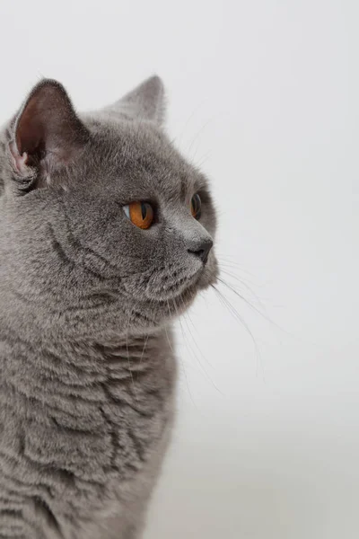 Gato Britânico Bonito Engraçado Estúdio — Fotografia de Stock