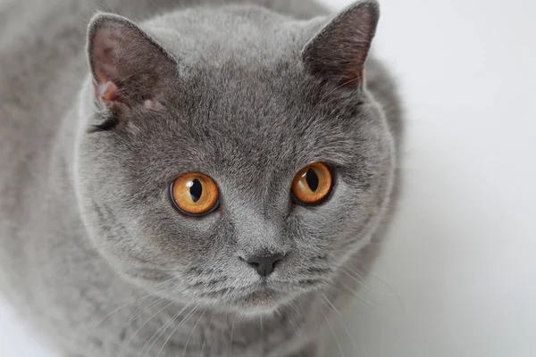 Stüdyoda sevimli ve komik İngiliz kedi