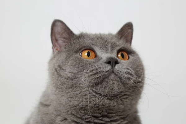 Gato Britânico Bonito Engraçado Estúdio — Fotografia de Stock