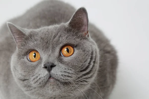 Roztomilá Zábavná Britská Kočka Studiu — Stock fotografie