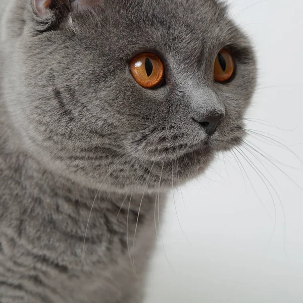 Stüdyoda sevimli ve komik İngiliz kedi