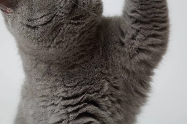 Gato Britânico Bonito Engraçado Estúdio — Fotografia de Stock