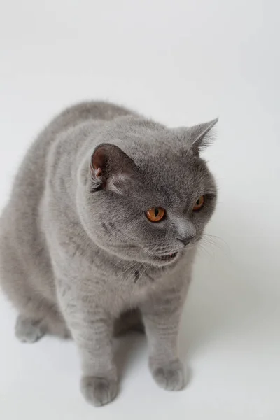 Gato Britânico Bonito Engraçado Estúdio — Fotografia de Stock