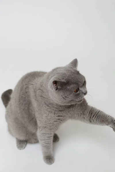 Симпатичний Смішний Британський Кіт Студії — стокове фото