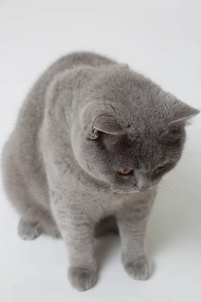 Gato Britânico Bonito Engraçado Estúdio — Fotografia de Stock