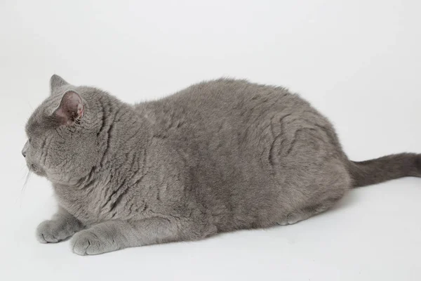 스튜디오에서 귀엽고 재미있는 고양이 — 스톡 사진