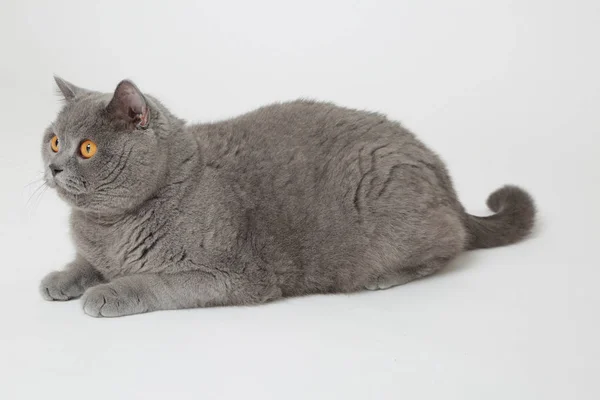 Lindo Divertido Gato Británico Estudio —  Fotos de Stock