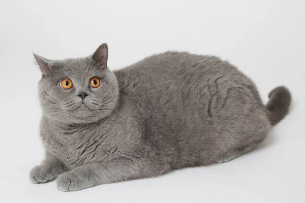 Handsome fluffy cat — Stock Photo, Image