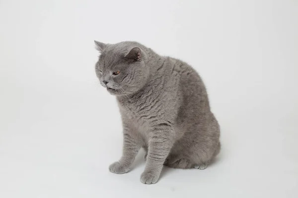 Handsome fluffy cat — Stock Photo, Image