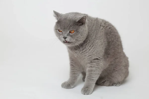 ハンサムなふわふわ猫 — ストック写真