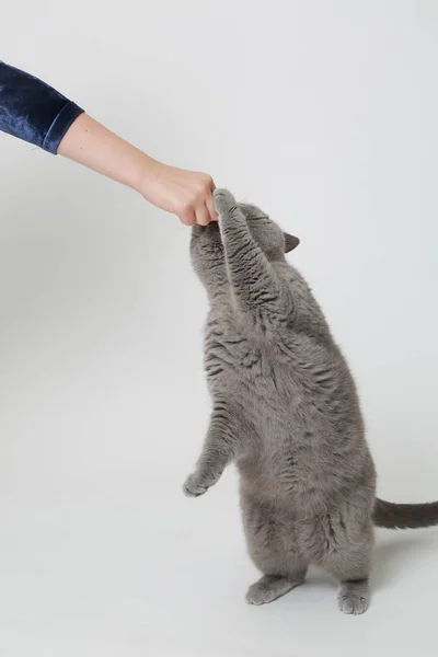 Hermoso gato esponjoso — Foto de Stock
