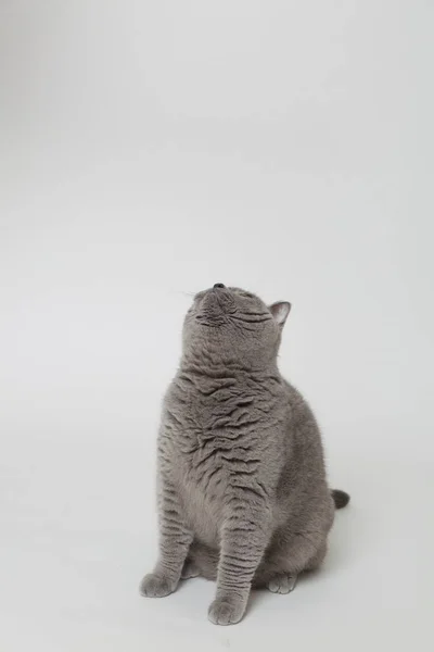 Hübsche flauschige Katze — Stockfoto