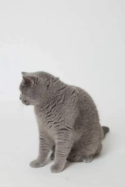 Handsome fluffy cat — Stock Photo, Image