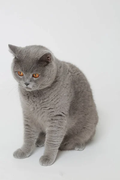 Hübsche flauschige Katze — Stockfoto