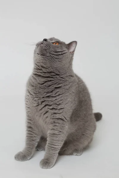 Yakışıklı kabarık kedi — Stok fotoğraf