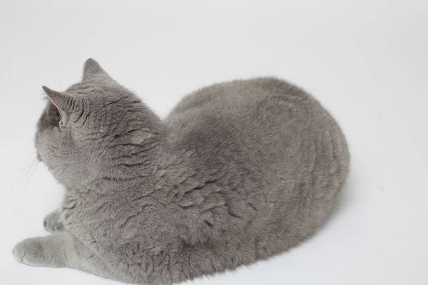 Szép bolyhos macska — Stock Fotó