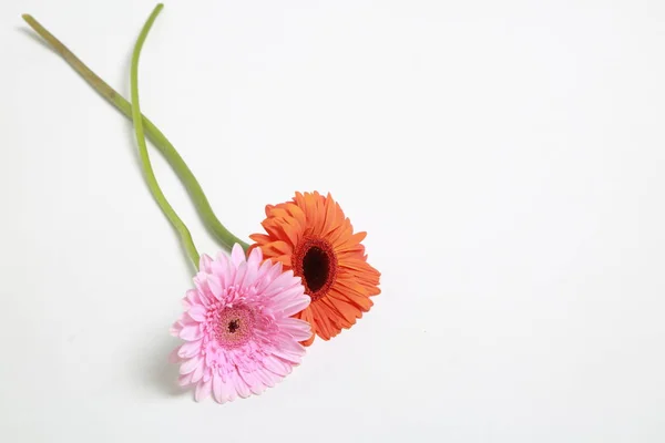 Λουλούδι στούντιο πορτρέτου — Φωτογραφία Αρχείου