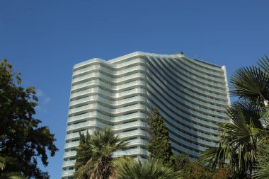 Palmiye ağaçları Sochi, Rusya Federasyonu. Seçilen odak.