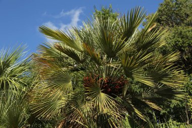 Palmiye ağaçları Sochi, Rusya Federasyonu. Seçilen odak.