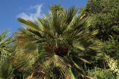 Güzel palmiye ağaçları açık
