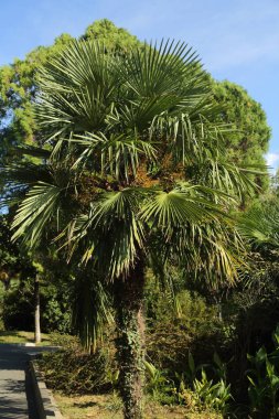 Palmiye ağaçları Sochi, Rusya Federasyonu. Seçilen odak.