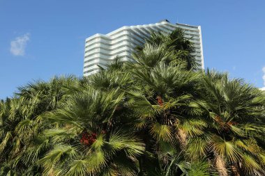 Palmiye ağaçları Sochi, Rusya Federasyonu. Seçilen odak.