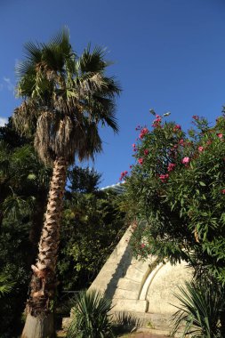 Palmiye ağaçları Sochi, Rusya Federasyonu. Seçilen odak.