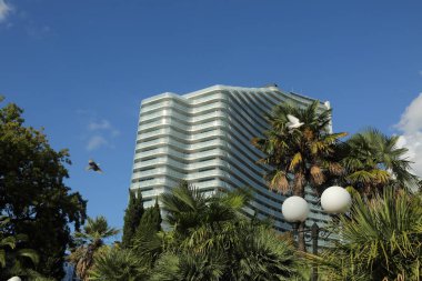 Güzel palmiye ağaçları açık