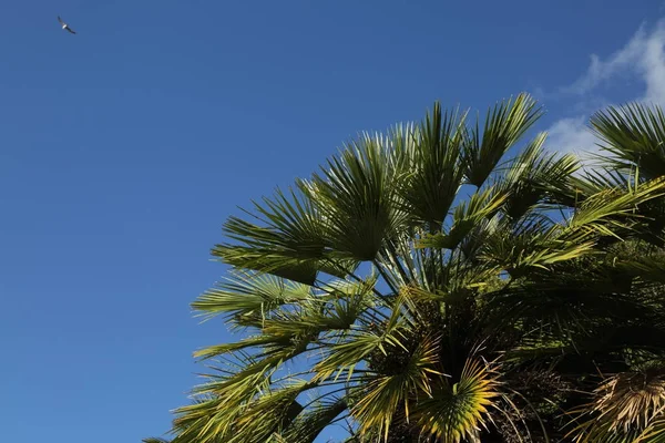 Beautiful palm trees outdoor — Stock Photo, Image