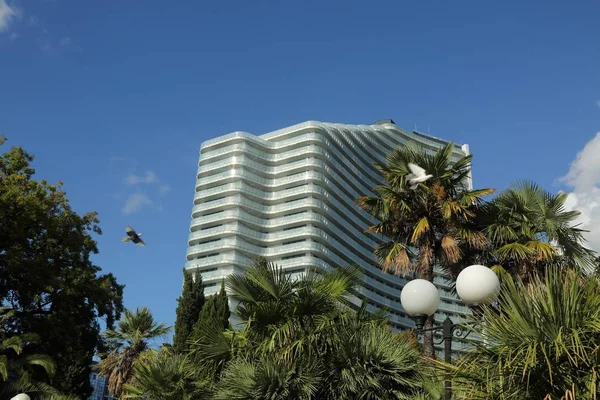 Güzel palmiye ağaçları açık