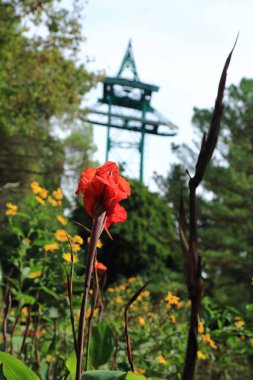 Yaz aylarında açık güzel iris çiçek