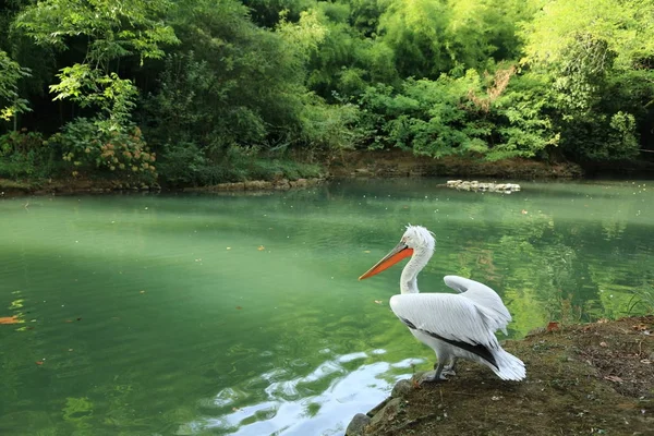 夏の屋外で美しいペリカン — ストック写真