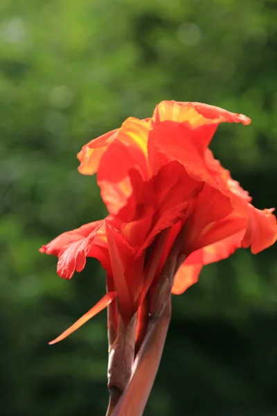 Hermosa Flor Iris Verano Aire Libre — Foto de Stock