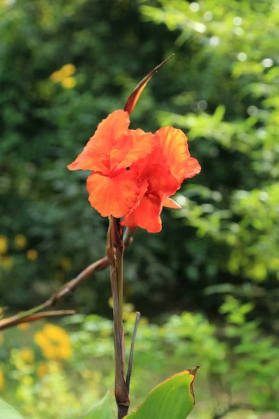 Yaz Aylarında Açık Güzel Iris Çiçek — Stok fotoğraf