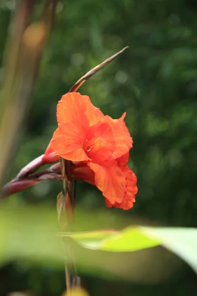 Beautiful Iris Flower Summer Time Outdoor — Stock Photo, Image