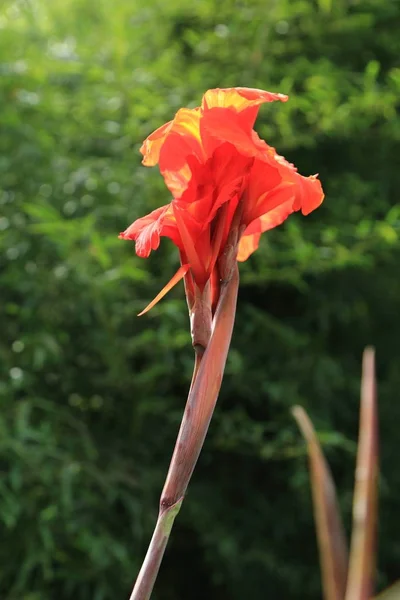 Beautiful iris flower at summer time outdoor