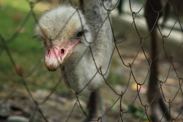 Nahaufnahme Tierporträt Des Nicht Fliegenden Vogels Strauß Und Maschen Ausgewählter — Stockfoto