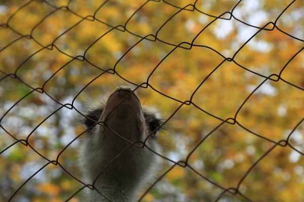 Close Animal Portrait Non Flying Bird Ostrich Mesh Selected Focus — Stock Photo, Image