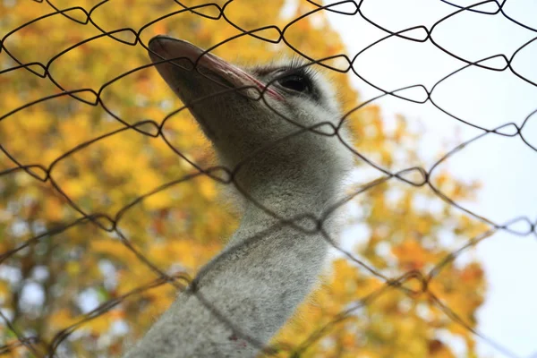 Close up animal portrait of non-flying bird ostrich and mesh. Selected Focus.