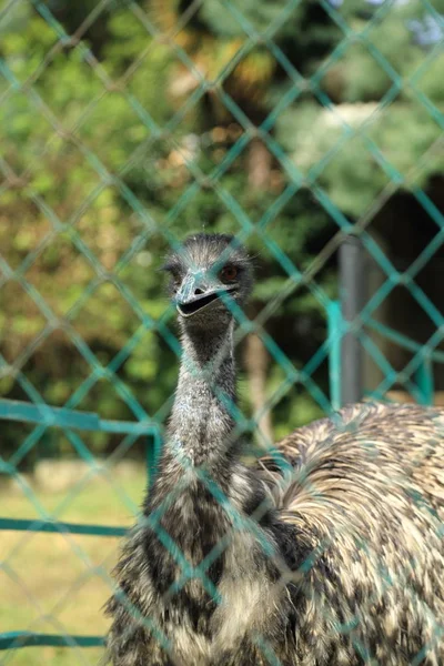 Zavřít Zvířecí Portrét Nelétáním Ptáků Pštros Oka Vybrané Zaměření — Stock fotografie