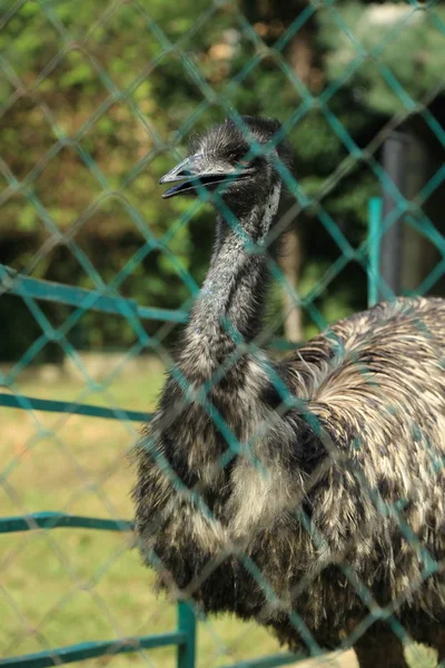 Close Ritratto Animale Struzzo Uccello Non Volante Maglia Focus Selezionato — Foto Stock