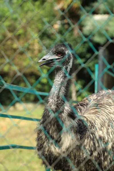 Close up animal portrait of non-flying bird ostrich and mesh. Selected Focus.